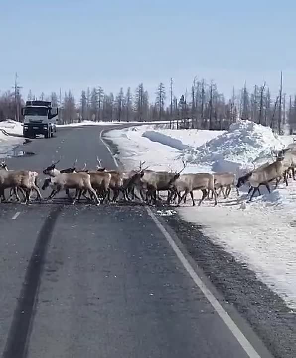 На Камчатке водители застряли в пробке из-за бесконечного стада оленей