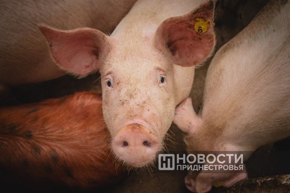 ����� ����� ��� � �������. ��� ����: