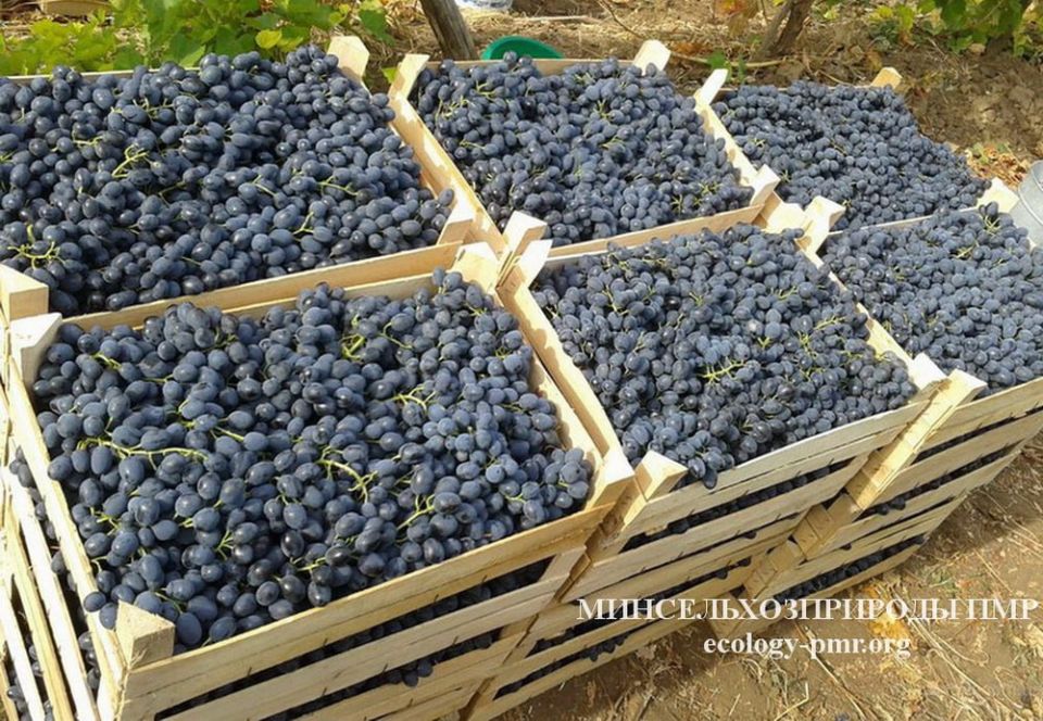 ����������� ������ ����������������� ��� �� ������ �������� � ������� �������