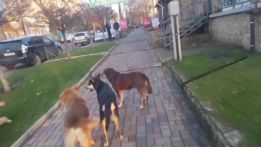 В Тирасполе по-прежнему остро стоит вопрос бездомных собак, которые целыми стаями бродят по городу пугают и кусают людей
