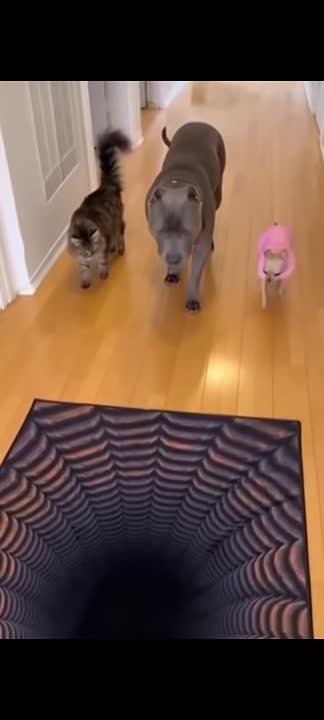 Нужно было убедиться, что это не ловушка