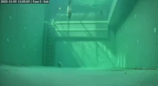 Отвлекитесь на минутку и посмотрите, как спят тюлени