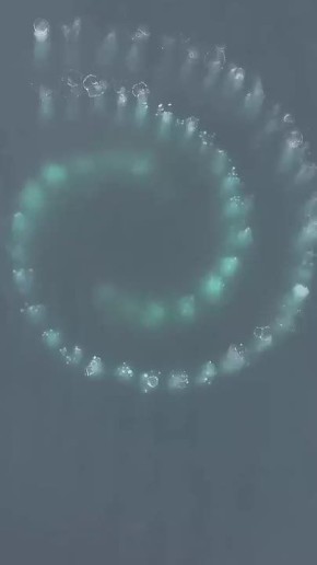 В ледяных водах Антарктики пара горбатых китов создала на поверхности почти идеальную спираль Фибоначчи
