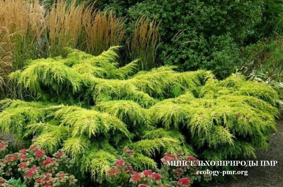 ���������������� �������: ������������� ���� ��� ���������� ���������� ���� �������������