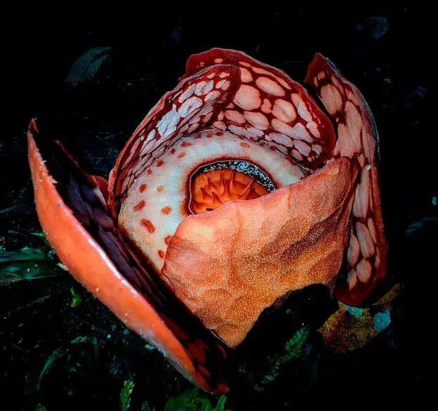 Биолог нашел один из редчайших цветов в мире и заплакал