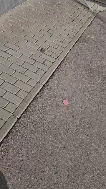 В Приднестровье кошка и собака не хотят кушать колбасу салями