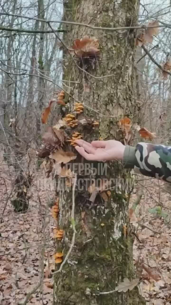 «Это опята зимние, те, что покрупнее мы обязательно срежем и возьмём с собой, а молоденькие оставим, пусть подрастают»