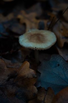 Грибное разнообразие из села Хрустовая в Каменском районе