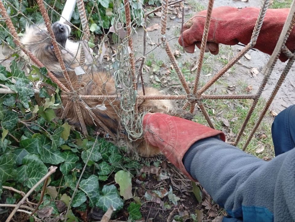 В Тирасполе спасатели освободили собаку, запутавшуюся в проволоке