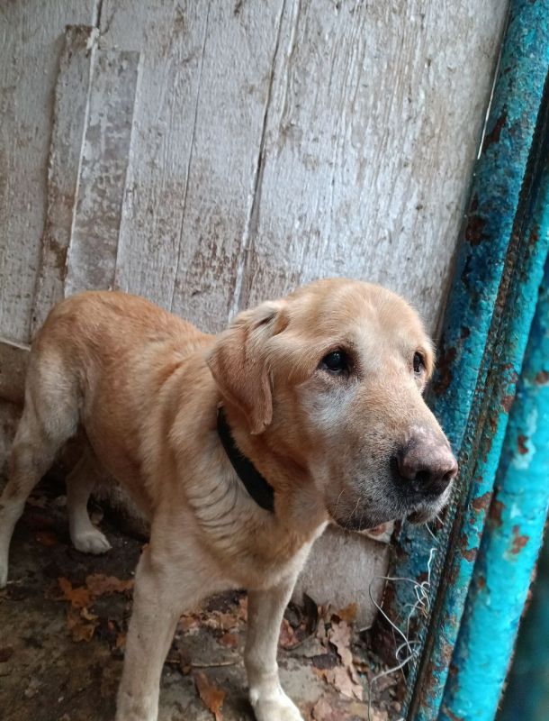 Найдена собака!. В подъезде дома по ул. Ревенялэ, 2 был найден лабрадор палевого окраса, кобель