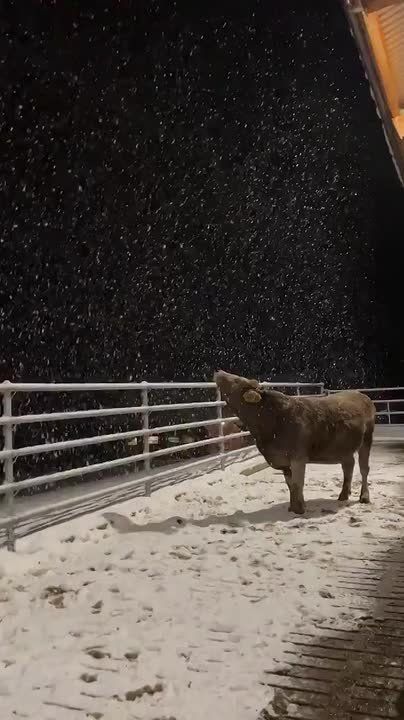 Самое милое видео сегодня. Корова впервые увидела снег — и это мгновение покорило соцсети