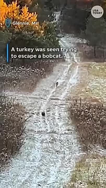 Даже рыси готовятся к Дню благодарения: