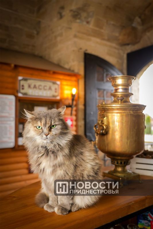 Коты — самые любимые животные в литературе у русскоязычных читателей