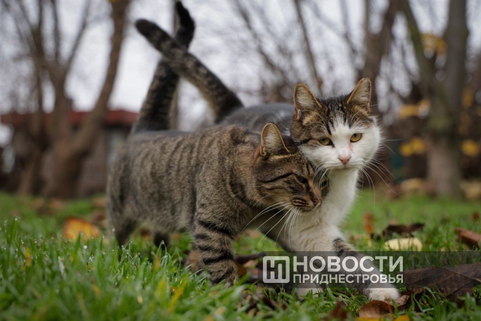 �� ���� ������ � ������������� ���� �����, ��� � �������� �������