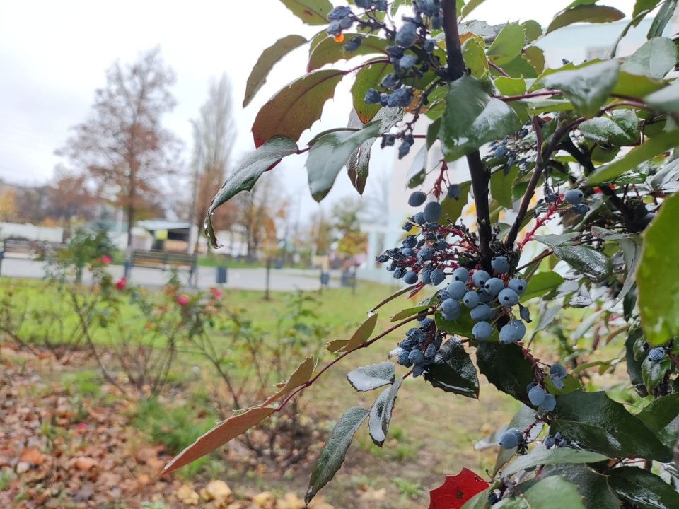 Первая неделя декабря будет теплой