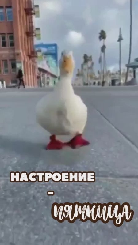 ������ ��������