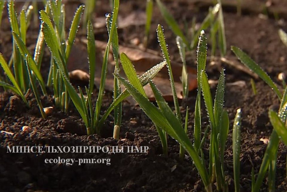 �� ����������� ���� ��� ������ 2026 ���� ������� ���������� ������� 91 ���