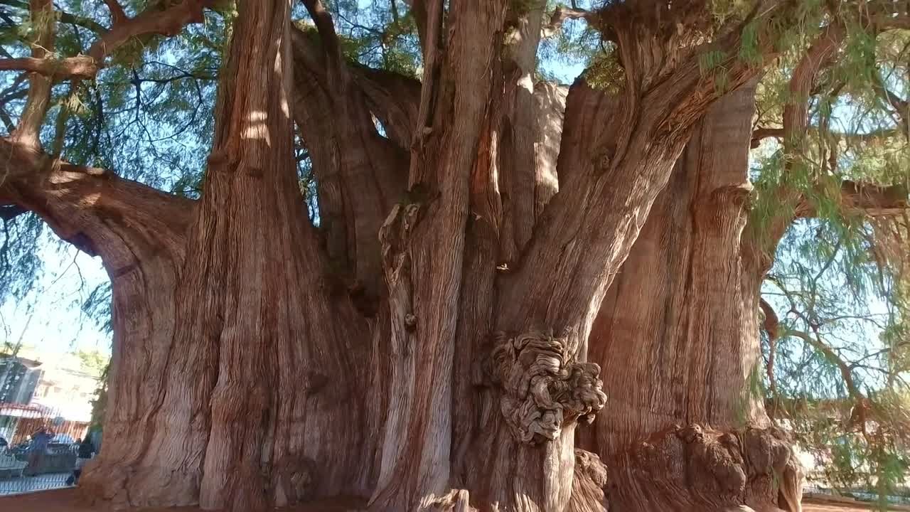 В Мексике растёт самое широкое дерево в мире — окружность его ствола целых 42 метра