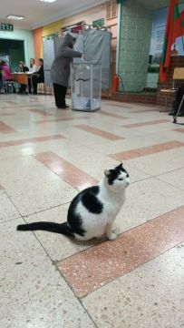 В Бендерах на участке в школе №16 в виде исключения разрешили присутствовать школьному коту Васе