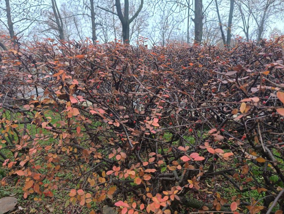 Как передает городской отдел по делам ГО и ЧС, 2 декабря ожидается облачная погода, ночью и утром местами слабый дождь, днем - без существенных осадков