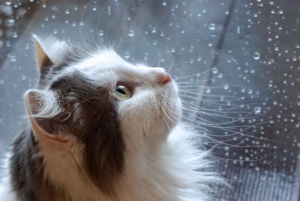 ������� ����! � ������ ���� ����������� ����!