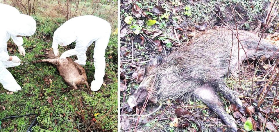 4 трупа кабанов нашли в Чимишлийском районе Молдовы – у них подтвердили африканскую чуму