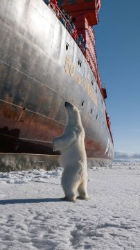 Белый мишка поприветствовал атомный ледокол «50 лет Победы»