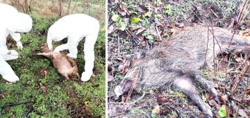 4 трупа кабанов нашли в Чимишлийском районе Молдовы – у них подтвердили африканскую чуму