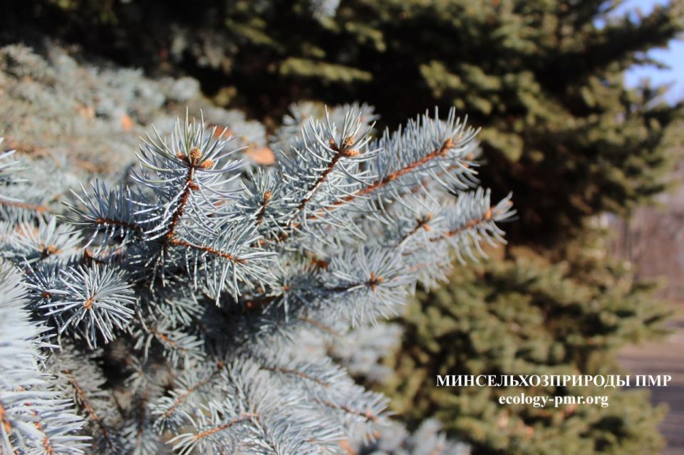 ����������� ������� �� ����������� ���� � �������� ����������� �����