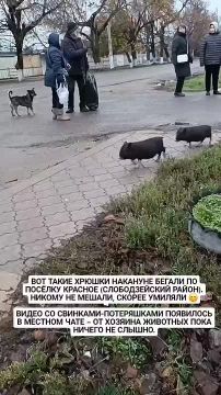 Какое-то свинство обнаружили посреди села Красное