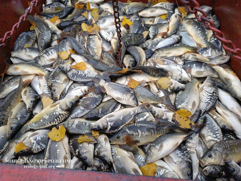 В водоёмы Приднестровья выпустили более 800 тысяч рыб