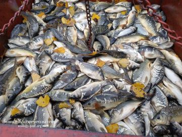 В водоёмы Приднестровья выпустили более 800 тысяч рыб