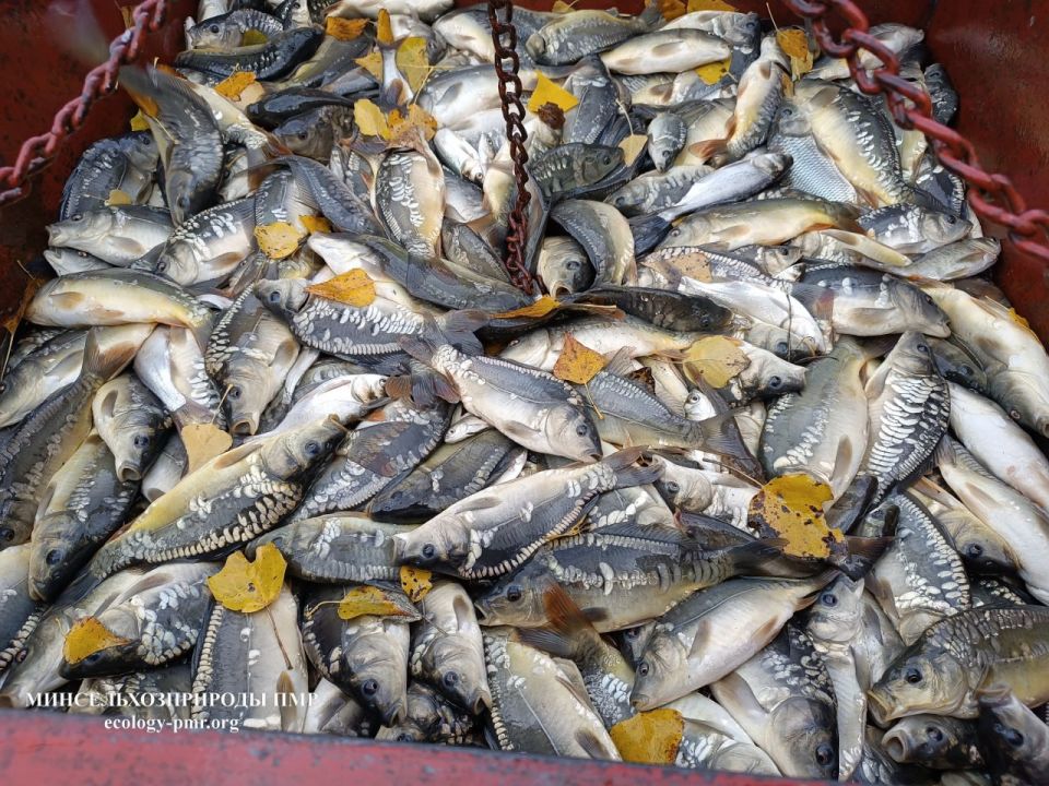 Больше 25 тонн рыбы выпустили в этом году в Днестр, Турунчук и Дубоссарское водохранилище