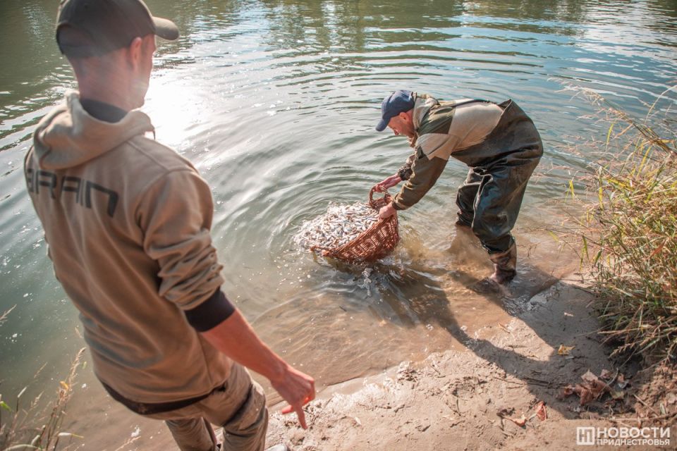 Более 800 тысяч рыб запустили в 2025 году в водоемы Приднестровья