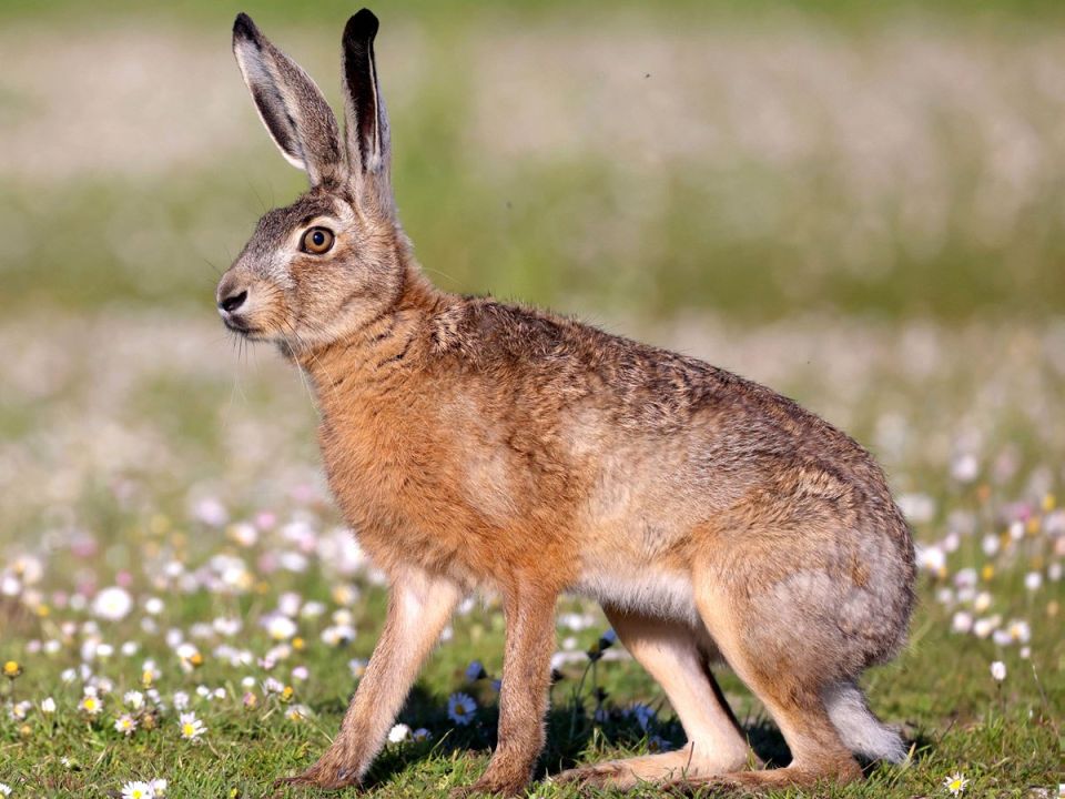 ������, 7 �������, � ������������� �������� ����� ����� �� �����-������