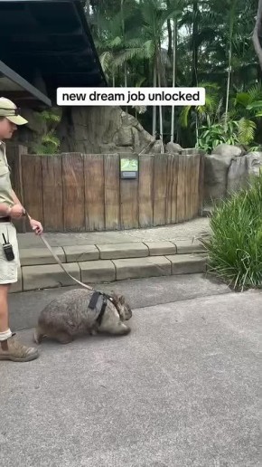 Работа мечты существует: в Австралии наняли выгульщиков вомбатов