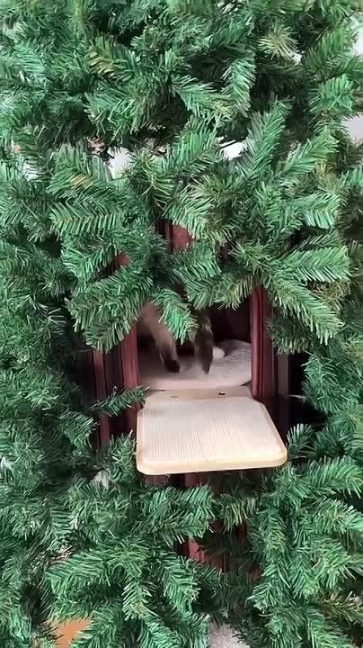 �������� Meowpy ������� ���� ��� �����