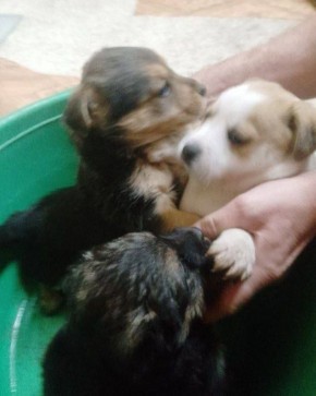 В Каменке трое щенков выбрались из вольера и провалились в глубокую яму