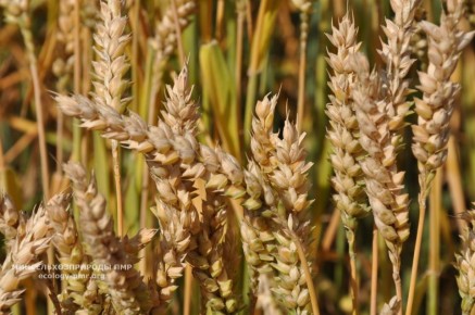 В Приднестровье прошел Фермерский форум