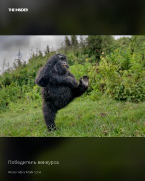 Лучшие юмористические фото диких животных и птиц в 2025 году опубликовали организаторы конкурса Nikon Comedy Wildlife Awards, пишет журнал «Вокруг света»