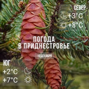 Днём – до +8°С. Без существенных осадков, местами туман