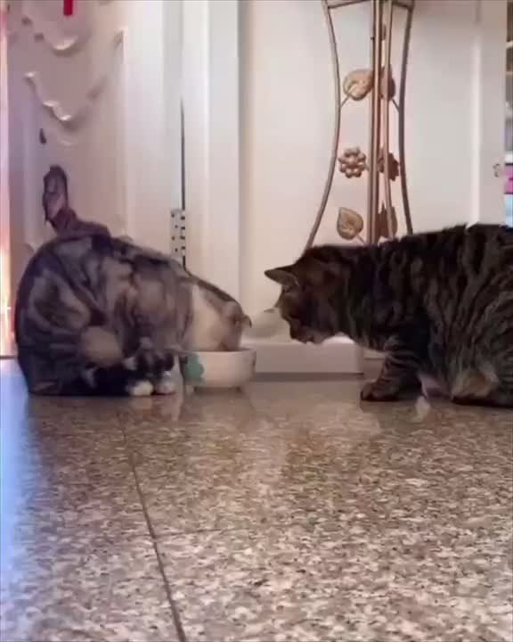 Друг в беде не бросит)