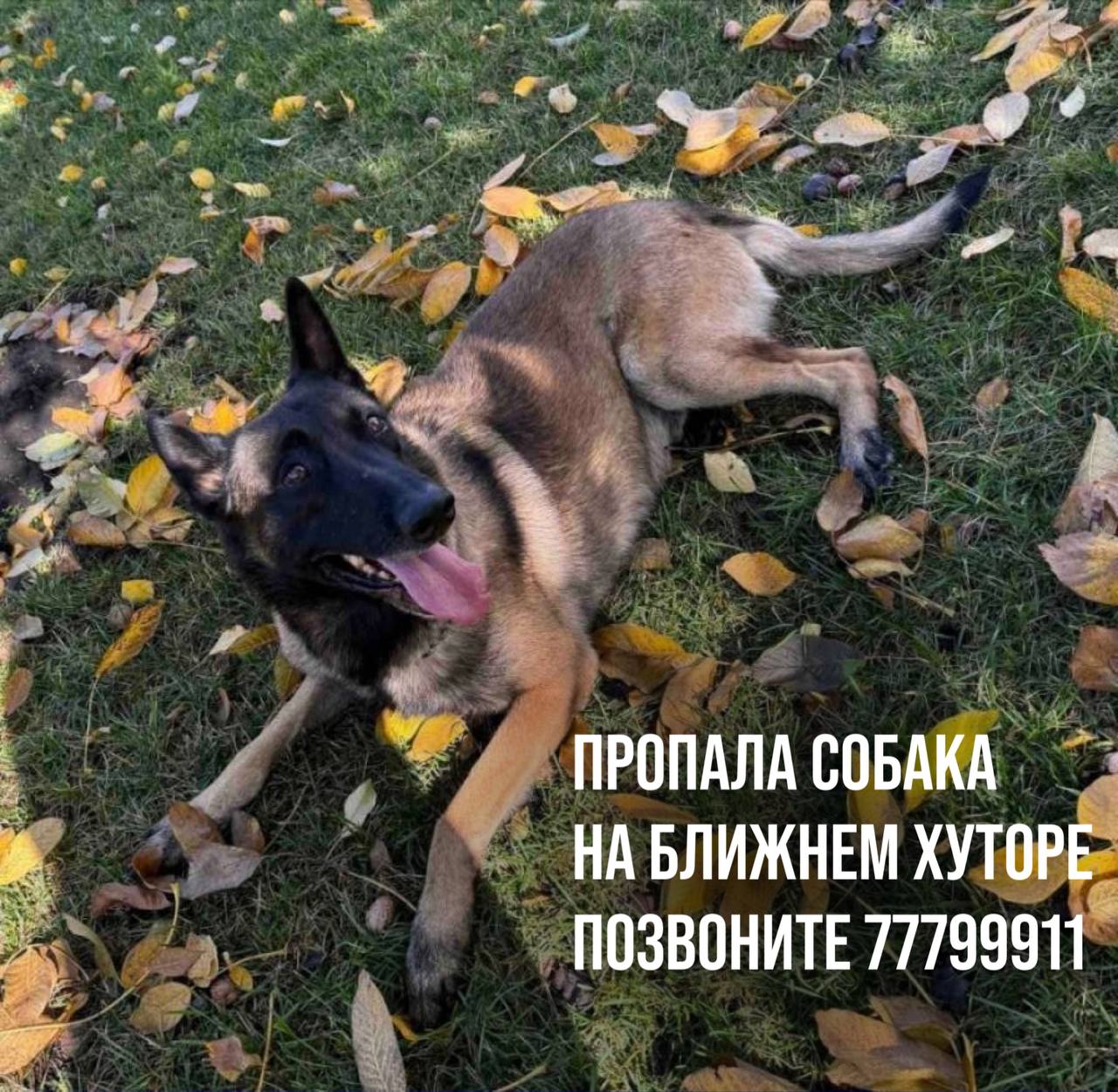 На Ближнем хуторе ищут собаку - Бельгийскую овчарку (малинуа)