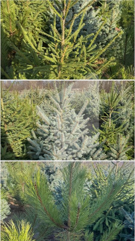 ���������� ����������� ���������� ���� � ����� �� ������� �� 2 �������� �����