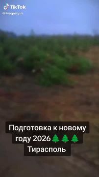 Ёлки отправляются в путь – 20 декабря приедут на базар в сквере Авиаторов в Тирасполе, сообщают продавцы в своём тиктоке