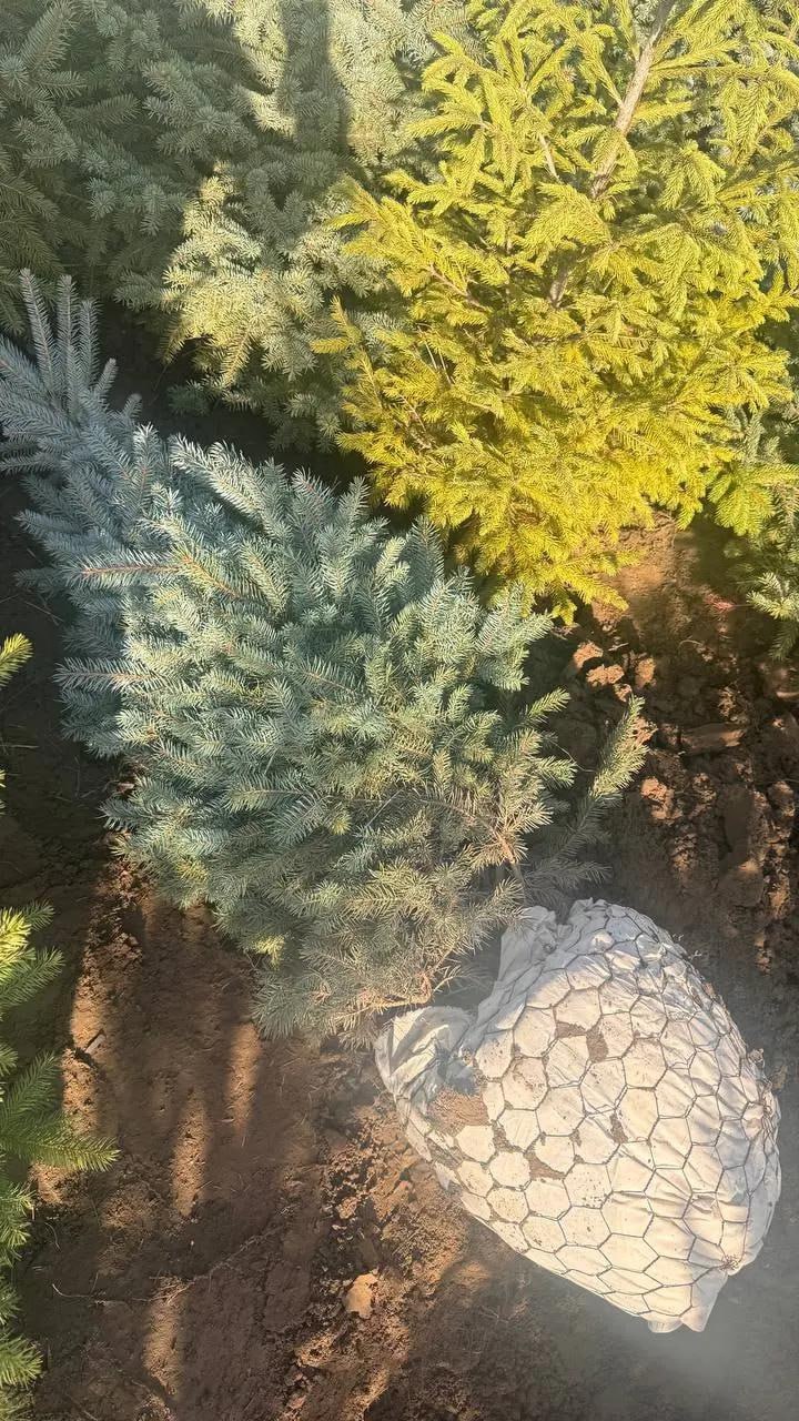 Ёлка от Кицканского лесничества стоит 210 рублей, а сосна - 180