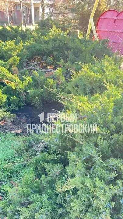 В Днестровске в центре города кто-то выкопал голубую ель