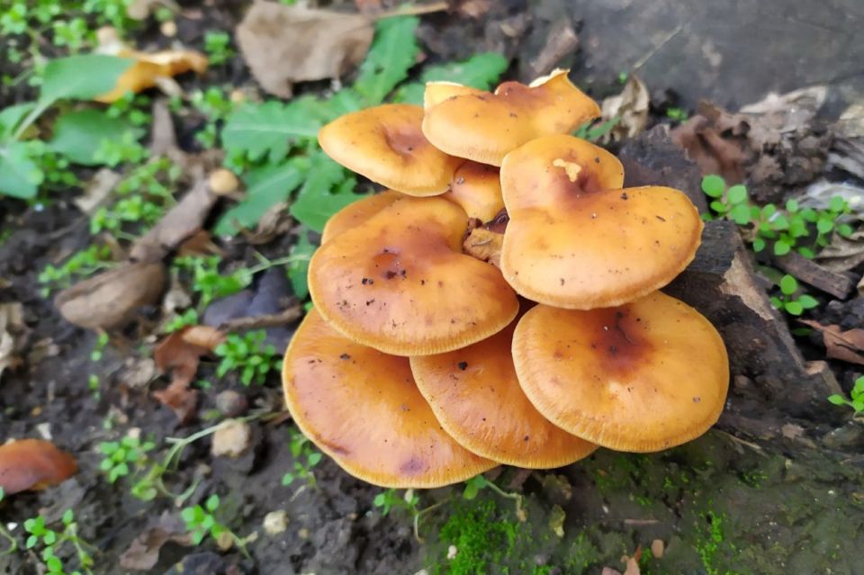 ������� ������ �� �������, 16 �������