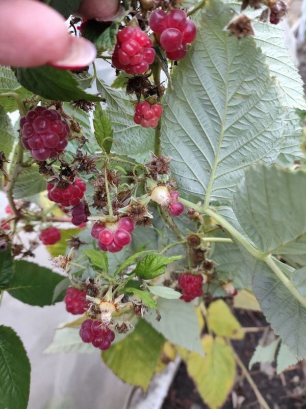 �����������, � ���� ���� ����� ����� ���������� ������� �� ������ ������ ����������� ������