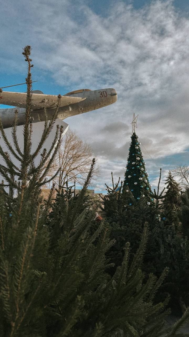 В других городах ёлочные базары начнут работать с 20 декабря